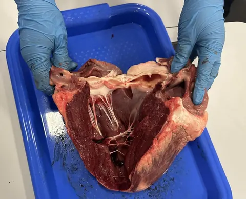 Activitate practică – lecția de biologie, Da Vinci — fotografia 4