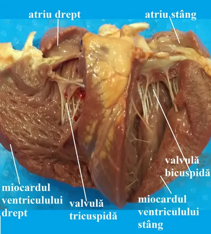 Activitate practică – lecția de biologie, Da Vinci — fotografia 5